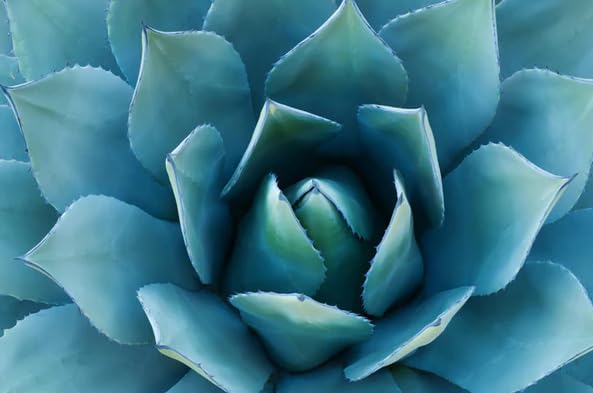 Shampoo Bioexpert Blue Agave Control Frizz, 1 l