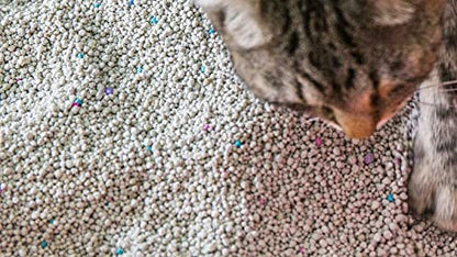 Scoop Away - Scoop Away - Arena para gatos Multicat Complete Performance, 42 libras