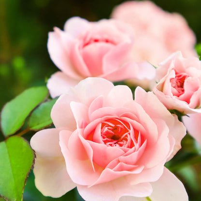 Herbal Essences Smooth collection conditioner, 29.2 fl oz, 29.2 Fl Oz